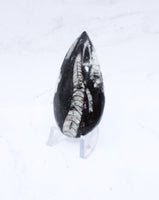 Medium Polished Orthoceras