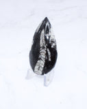 Medium Polished Orthoceras