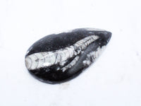 Medium Polished Orthoceras