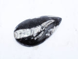 Medium Polished Orthoceras