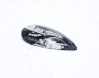 Medium Polished Orthoceras
