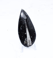 Medium Polished Orthoceras