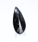 Medium Polished Orthoceras