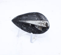 Medium Polished Orthoceras