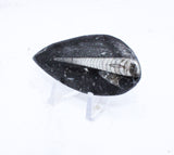 Medium Polished Orthoceras