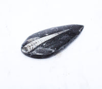 Medium Polished Orthoceras