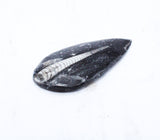 Medium Polished Orthoceras