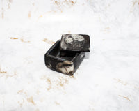 Polished Orthoceras Box