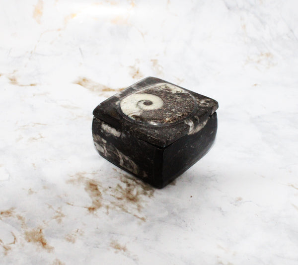 Polished Orthoceras Box