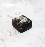 Polished Orthoceras Box