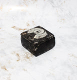 Polished Orthoceras Box