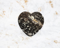 Polished Orthoceras Heart Plate