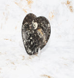 Polished Orthoceras Heart Plate