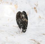 Polished Orthoceras Heart Plate