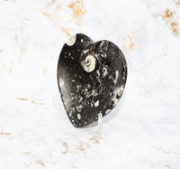 Polished Orthoceras Heart Plate