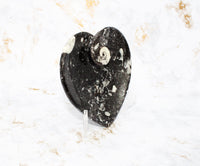 Polished Orthoceras Heart Plate