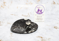 Polished Orthoceras Heart Plate