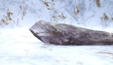 Natural Bahia Amethyst Wand