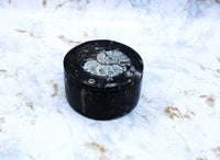 Polished Orthoceras Box