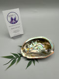 Abalone Shell