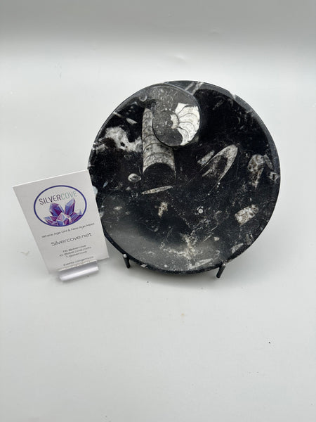 Polished Orthoceras Bowl