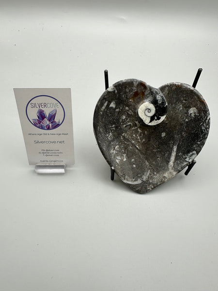 Polished Orthoceras Heart Plate