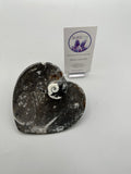 Polished Orthoceras Heart Plate