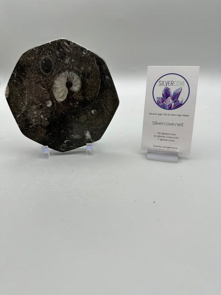 Polished Orthoceras Plate