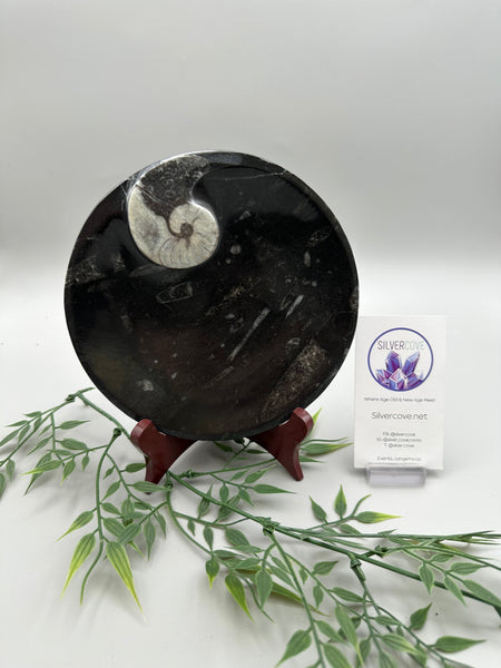 Polished Orthoceras Bowl