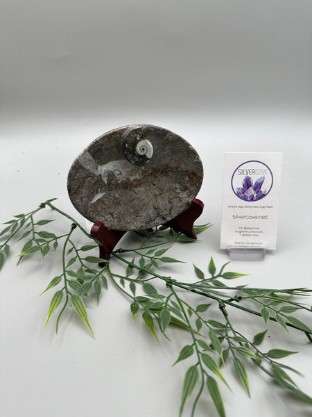 Polished Orthoceras Oblong Plate