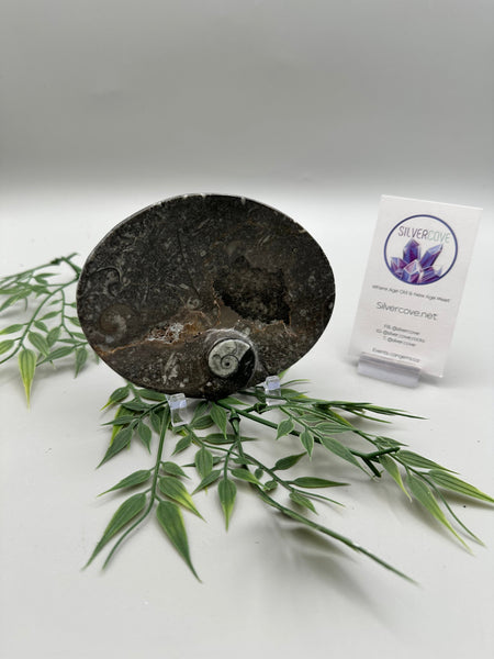 Polished Orthoceras Fossil Oblong Plate