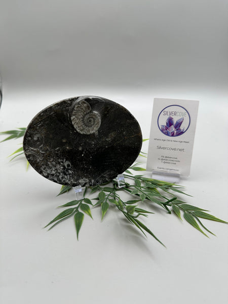 Polished Orthoceras Fossil Oblong Plate