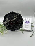 Polished Orthoceras Fossil Plate