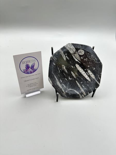 Polished Orthoceras Fossil Plate