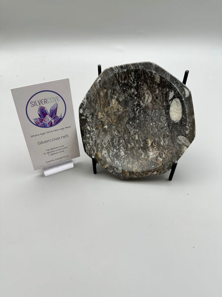 Polished Orthoceras Fossil Plate