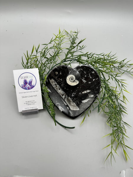 Polished Orthoceras Fossil Heart Plate