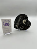 Polished Orthoceras Fossil Heart Plate