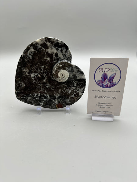 Polished Orthoceras Fossil Heart Plate