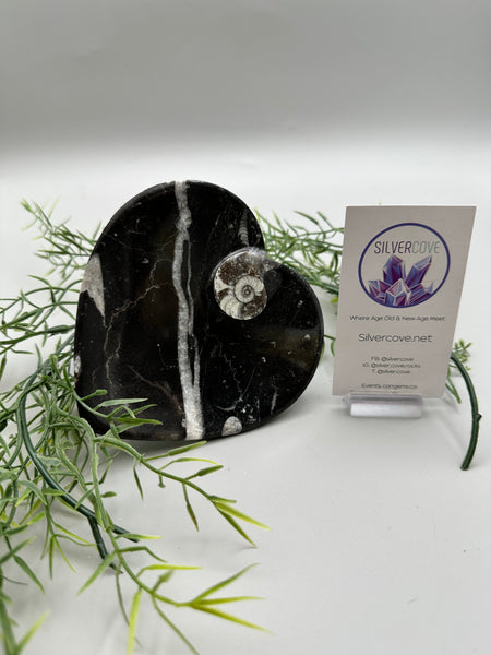 Polished Orthoceras Fossil Heart Plate