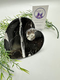 Polished Orthoceras Fossil Heart Plate