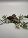 Megalodon Tooth