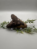 Megalodon Tooth
