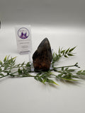 Megalodon Tooth