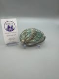 Polished Abalone Shell