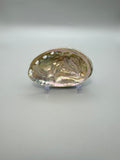 Polished Abalone Shell