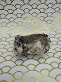 Eudialyte Specimen