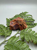 Arizona Petrified Wood