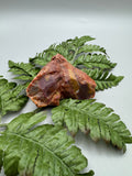 Arizona Petrified Wood
