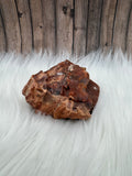 Arizona Petrified Wood