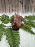 Arizona Petrified Wood